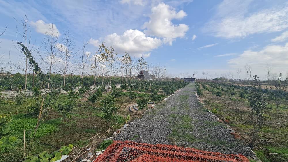 photo_1_2025-12-20_00-07-32 ۳۰۰۰ مترمربع زمین باغی دارای درختان سیاهریشه و مرکبات کاشتهشده سوییت ۴۰ متری قابل استفاده دور تا دور زمین حصارکشیشده نمای باغ