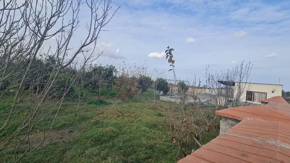 photo_2_2025-12-20_00-07-32 ۳۰۰۰ مترمربع زمین باغی دارای درختان سیاهریشه و مرکبات کاشتهشده سوییت ۴۰ متری قابل استفاده دور تا دور زمین حصارکشیشده نمای باغ