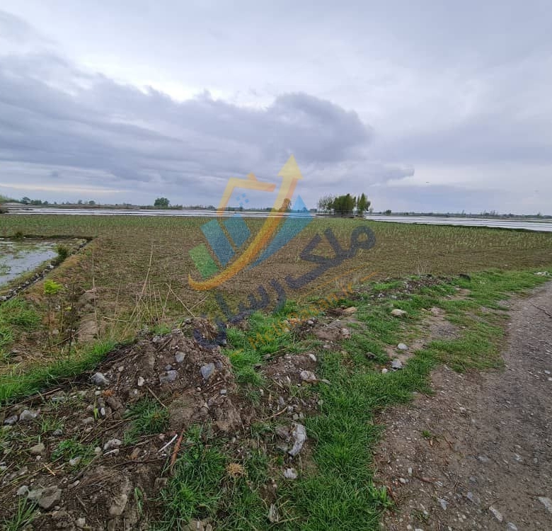 زمین کشاورزی ۵۰۰۰ متر با سند رسمی در مسیر آمل به سرخرود