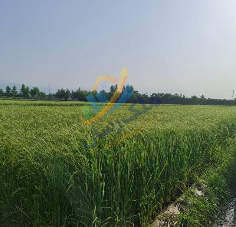 زمین کشاورزی یک هکتاری در مسیر آمل به محمودآباد با انشعابات نزدیک و قابلیت تبدیل به باغ و ساخت ویلا باغ