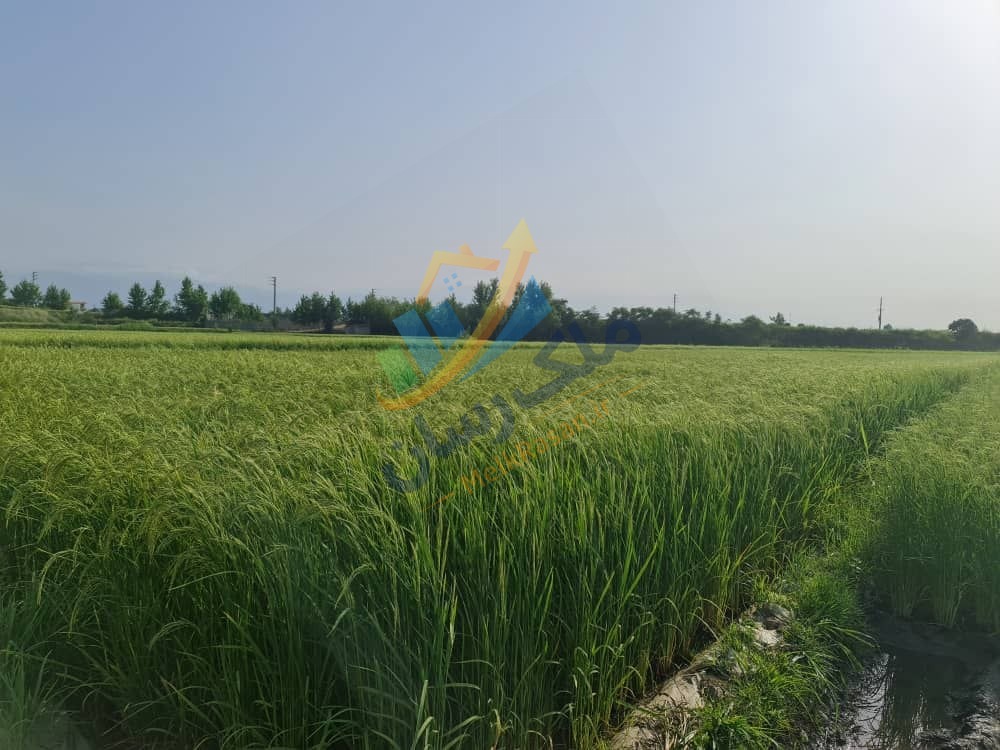 photo_2_2025-12-29_01-36-33 زمین کشاورزی یک هکتاری در مسیر آمل به محمودآباد با انشعابات نزدیک و قابلیت تبدیل به باغ و ساخت ویلا باغ