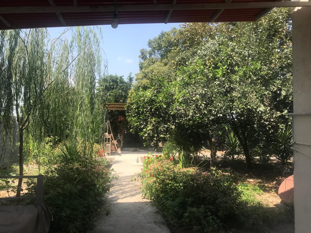 photo_3_2025-12-19_01-40-47 ویلا باغ 600 متری در جاده آمل به سرخرود نمای حیاط