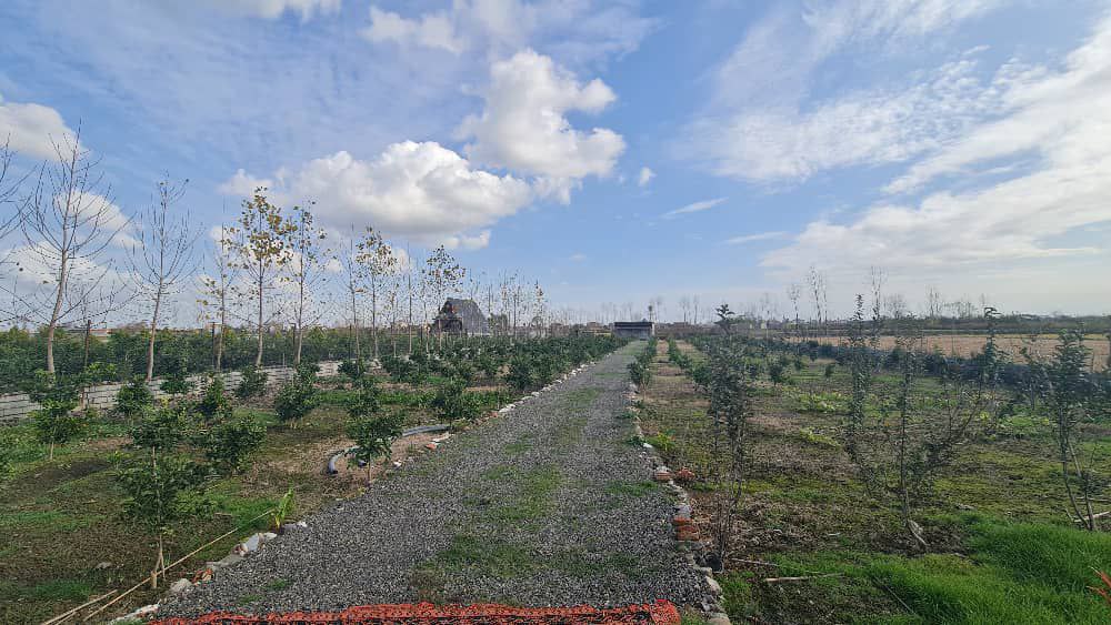 photo_3_2025-12-20_00-07-32 ۳۰۰۰ مترمربع زمین باغی دارای درختان سیاهریشه و مرکبات کاشتهشده سوییت ۴۰ متری قابل استفاده دور تا دور زمین حصارکشیشده نمای باغ