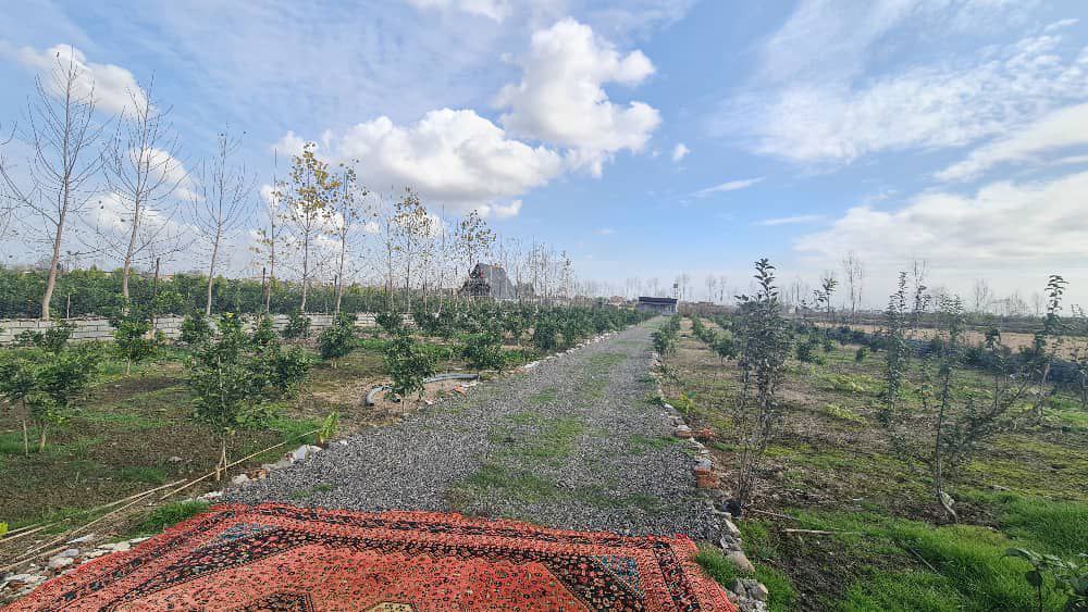 photo_4_2025-12-20_00-07-32 ۳۰۰۰ مترمربع زمین باغی دارای درختان سیاهریشه و مرکبات کاشتهشده سوییت ۴۰ متری قابل استفاده دور تا دور زمین حصارکشیشده نمای باغ