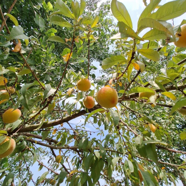 فضای باغ و درختان میوه خانه‌باغ