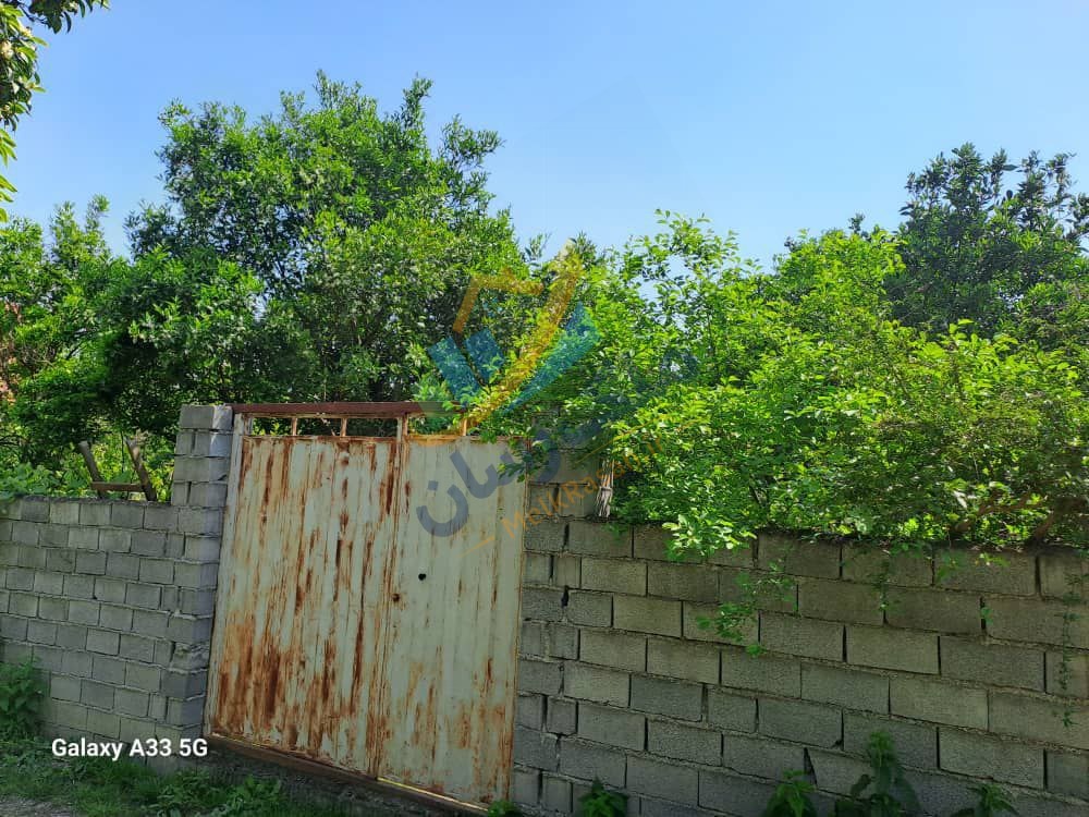 باغ مرکبات ۵۰۰ متری در محمودآباد درختان مرکبات در باغ شمال فضای سبز و محیط آرام باغ