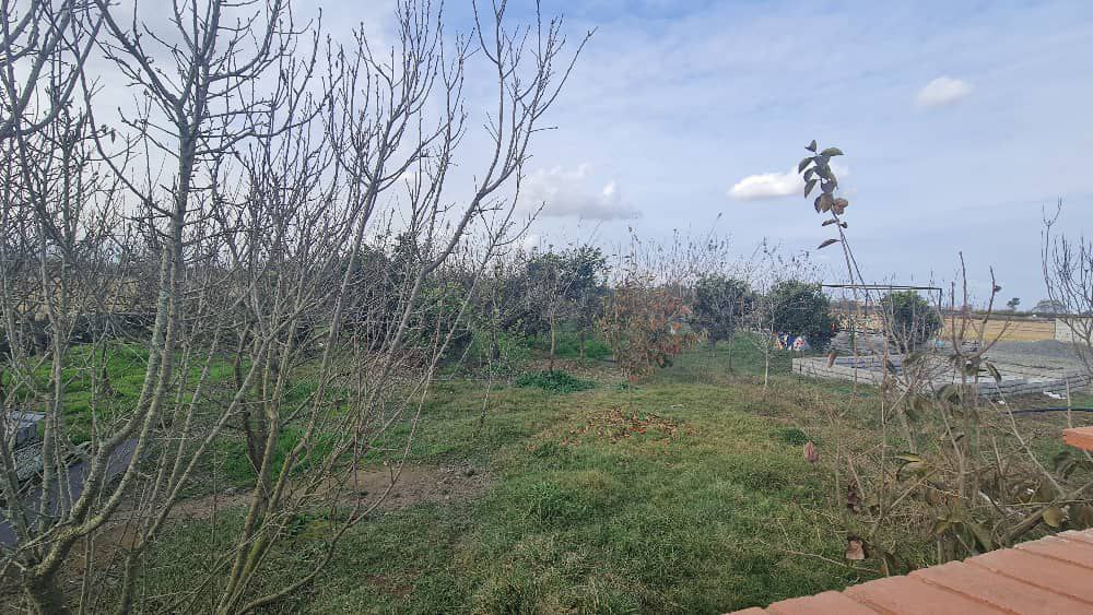 photo_7_2025-12-20_00-07-32 ۳۰۰۰ مترمربع زمین باغی دارای درختان سیاهریشه و مرکبات کاشتهشده سوییت ۴۰ متری قابل استفاده دور تا دور زمین حصارکشیشده نمای باغ